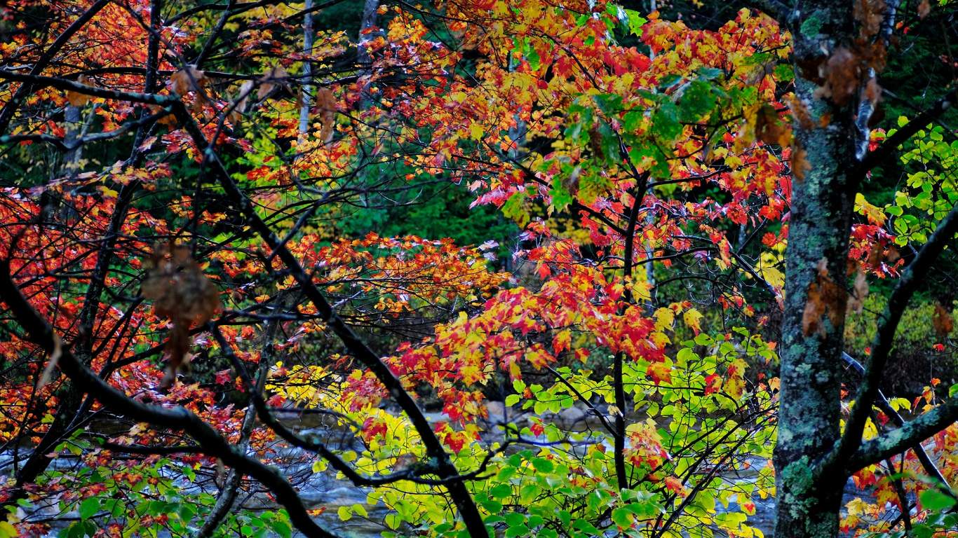 Brown and Green Leaves Tree. Wallpaper in 1366x768 Resolution