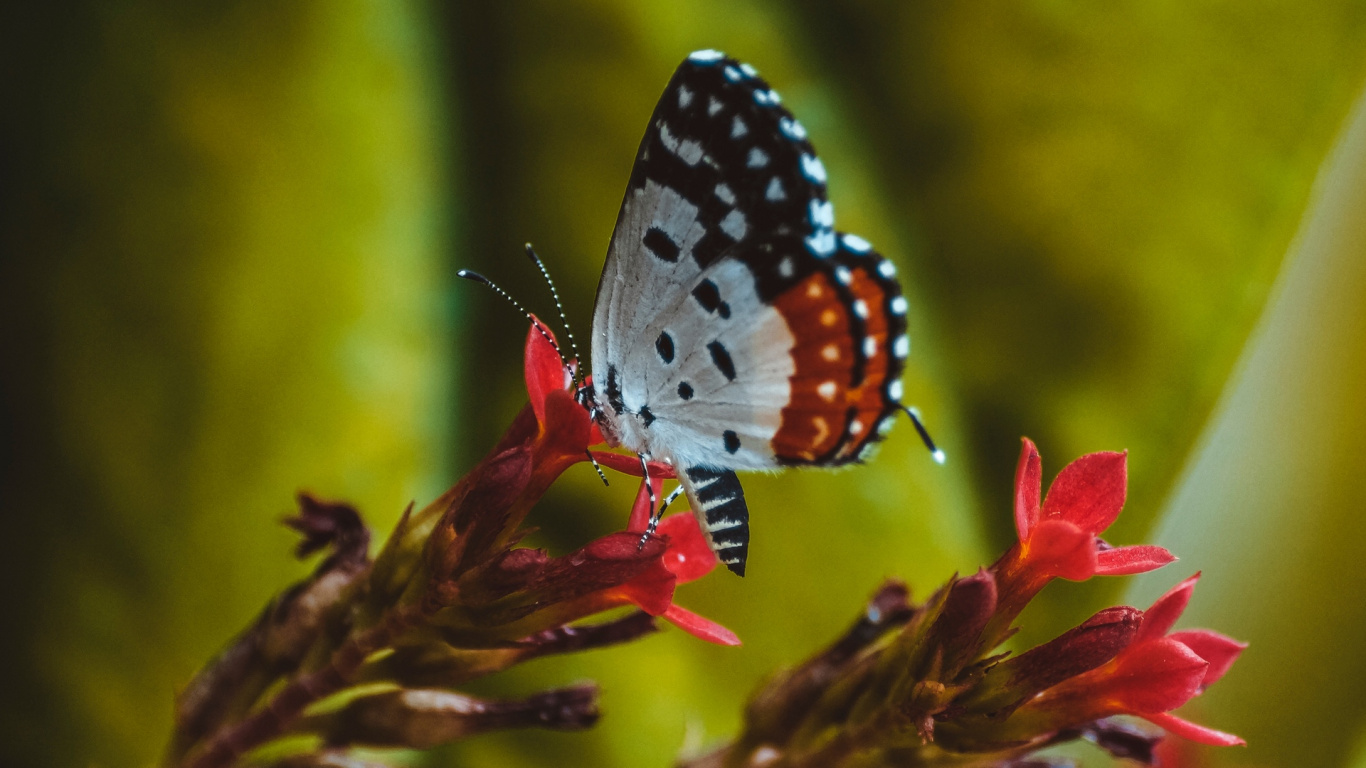 Black and White Butterfly Perched on Red Flower in Close up Photography During Daytime. Wallpaper in 1366x768 Resolution