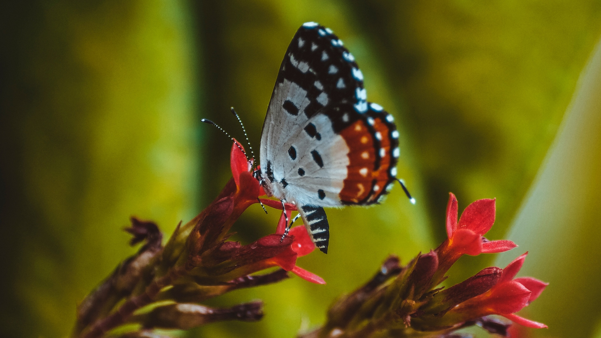 Black and White Butterfly Perched on Red Flower in Close up Photography During Daytime. Wallpaper in 1920x1080 Resolution