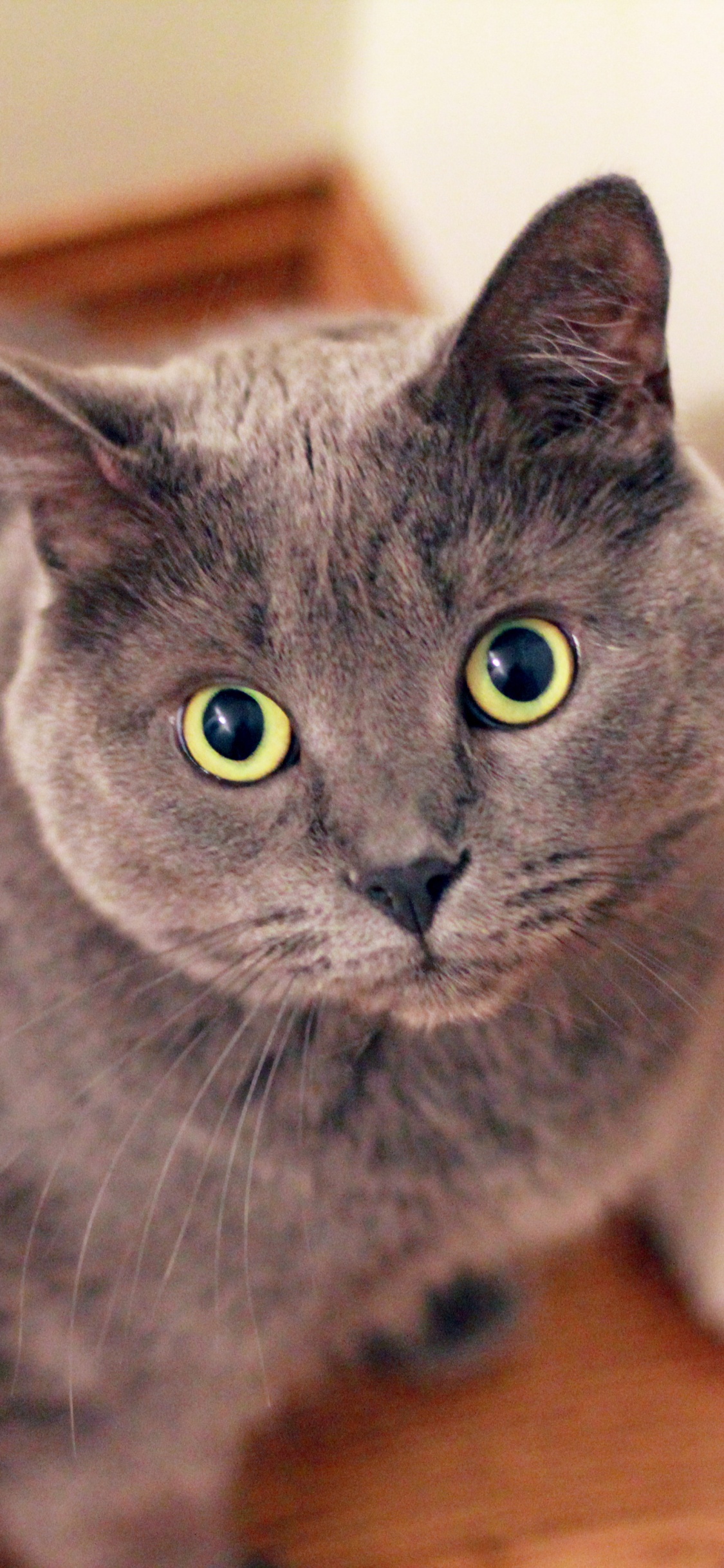 Russische Blaue Katze Auf Braunem Holztisch. Wallpaper in 1125x2436 Resolution