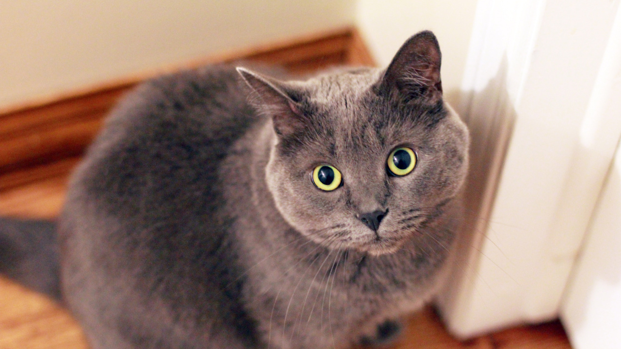 Russische Blaue Katze Auf Braunem Holztisch. Wallpaper in 1280x720 Resolution