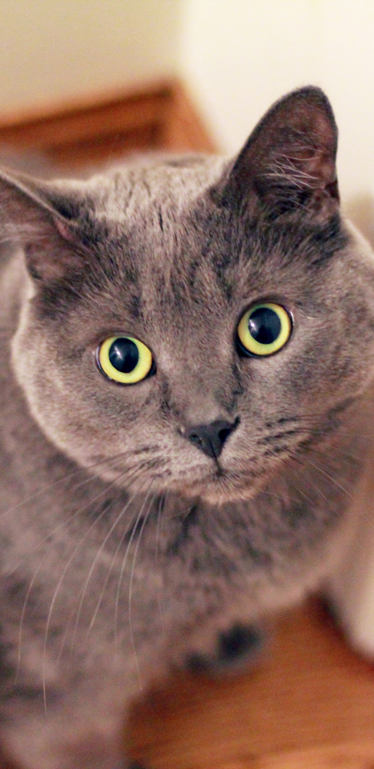 Russische Blaue Katze Auf Braunem Holztisch. Wallpaper in 1440x2960 Resolution