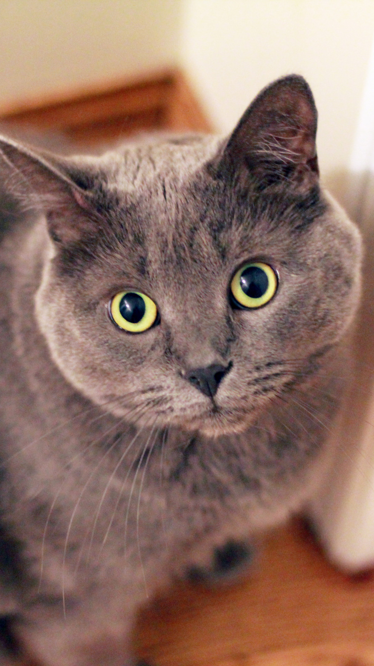 Russische Blaue Katze Auf Braunem Holztisch. Wallpaper in 750x1334 Resolution