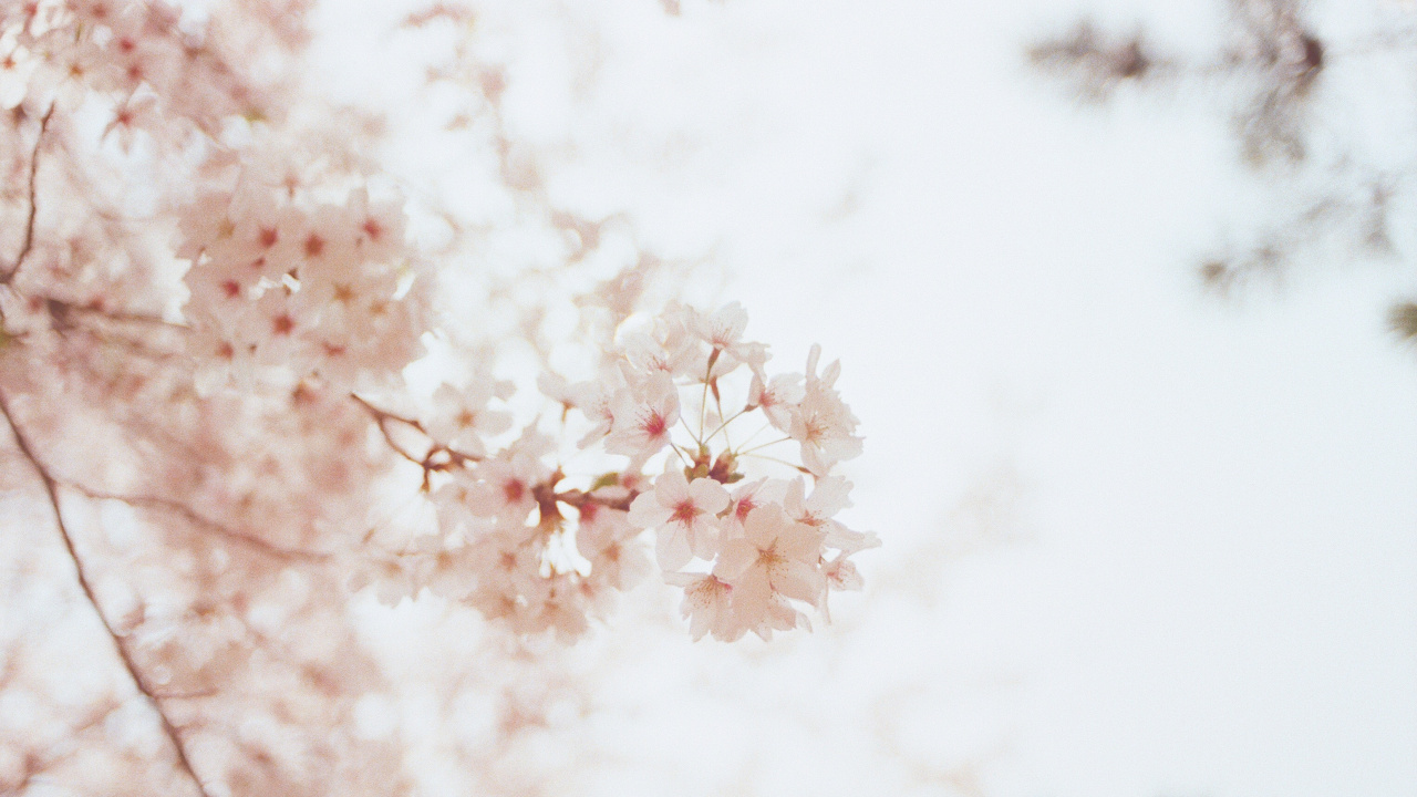 White and Brown Flower in Close up Photography. Wallpaper in 1280x720 Resolution