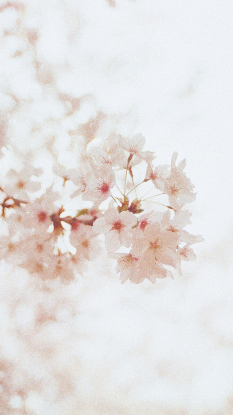 White and Brown Flower in Close up Photography. Wallpaper in 750x1334 Resolution