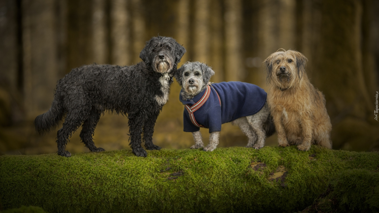 Baum, Hund, Hunderasse, Rasse, Hund Wie Säugetier. Wallpaper in 1280x720 Resolution