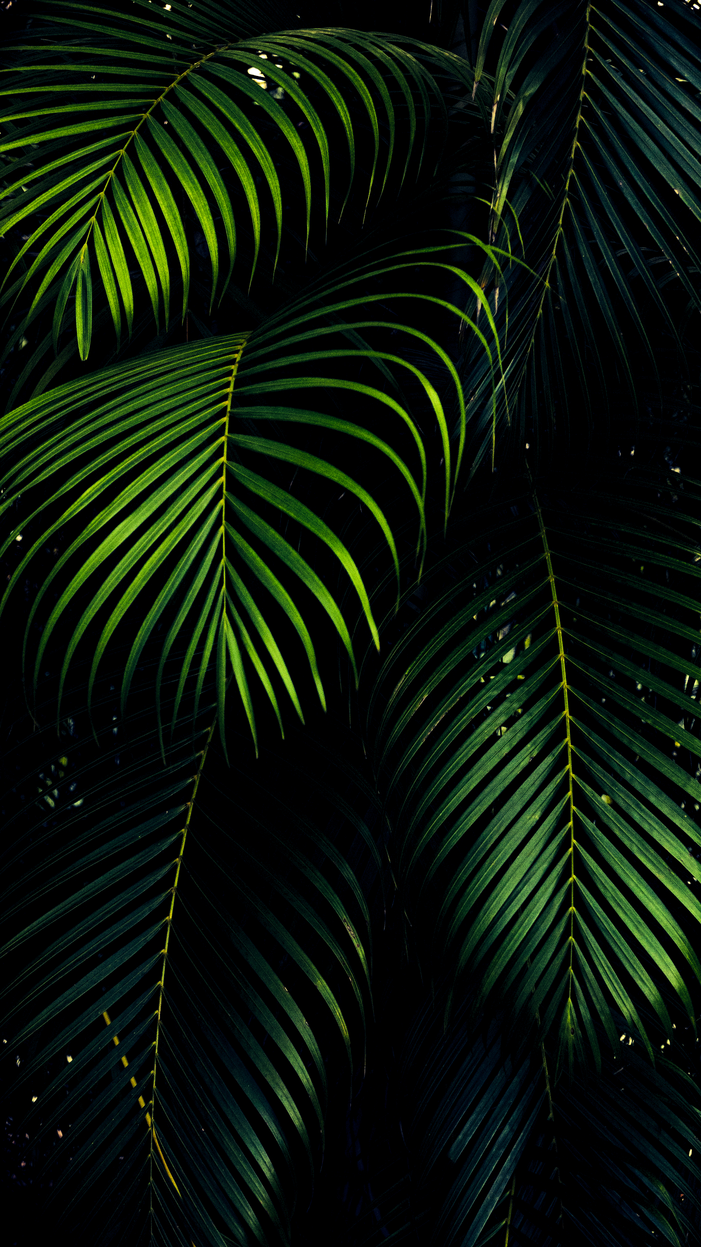 OLED, Feuille, IOS, Android, Plantes Ligneuses. Wallpaper in 1440x2560 Resolution