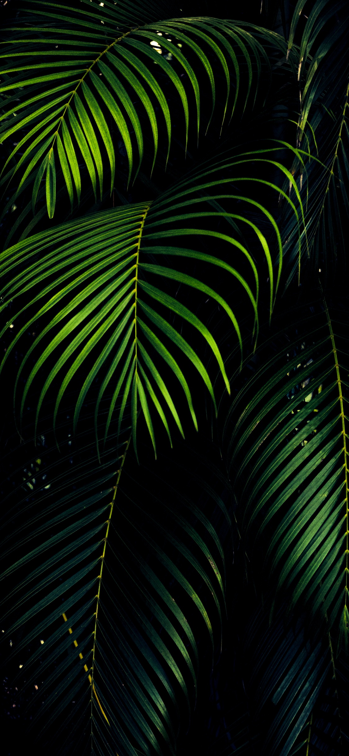 OLED, Ios, 安卓, 木本植物, 陆地上的植物 壁纸 1125x2436 允许