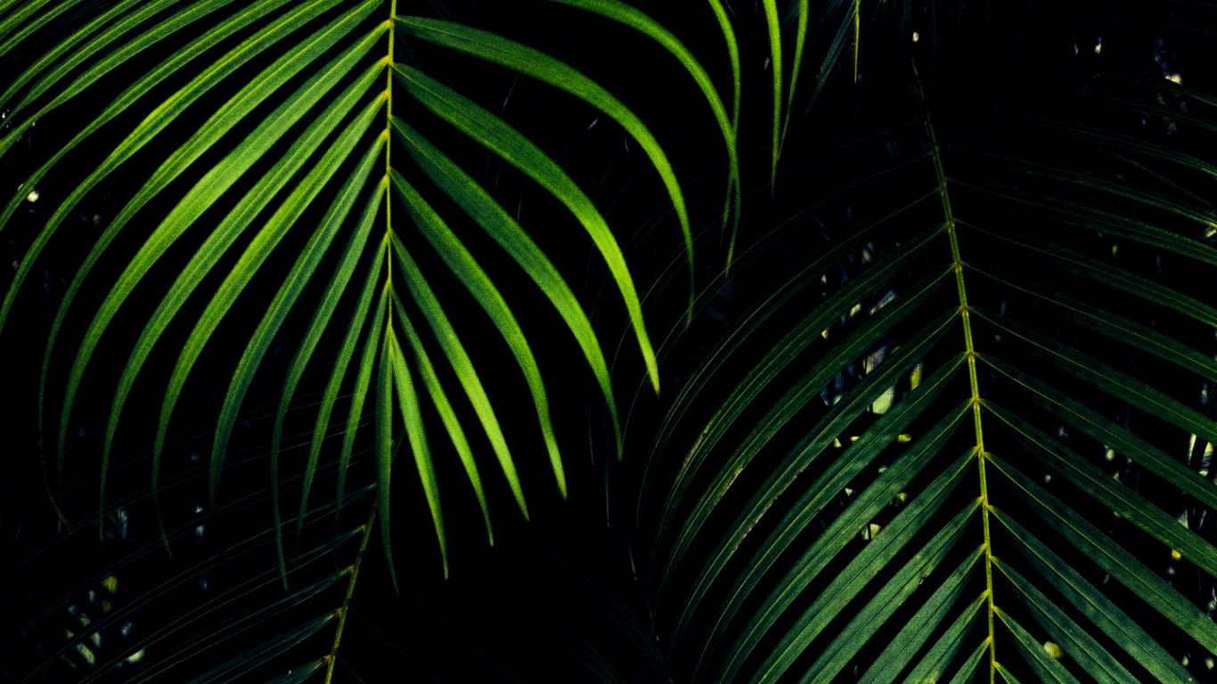 OLED, Leaf, Ios, Android, Woody Plant. Wallpaper in 1366x768 Resolution
