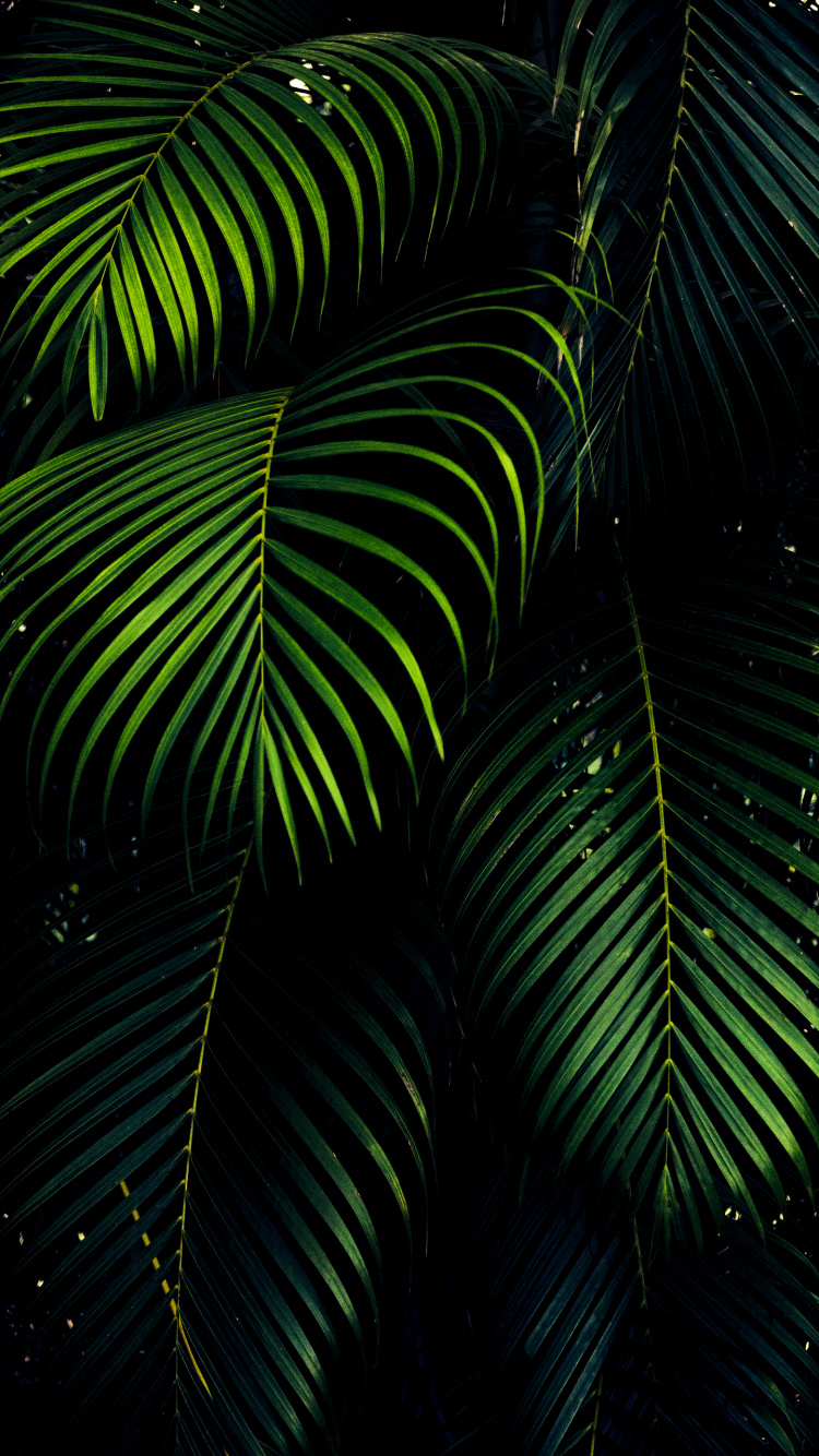 OLED, Leaf, Ios, Android, Woody Plant. Wallpaper in 750x1334 Resolution
