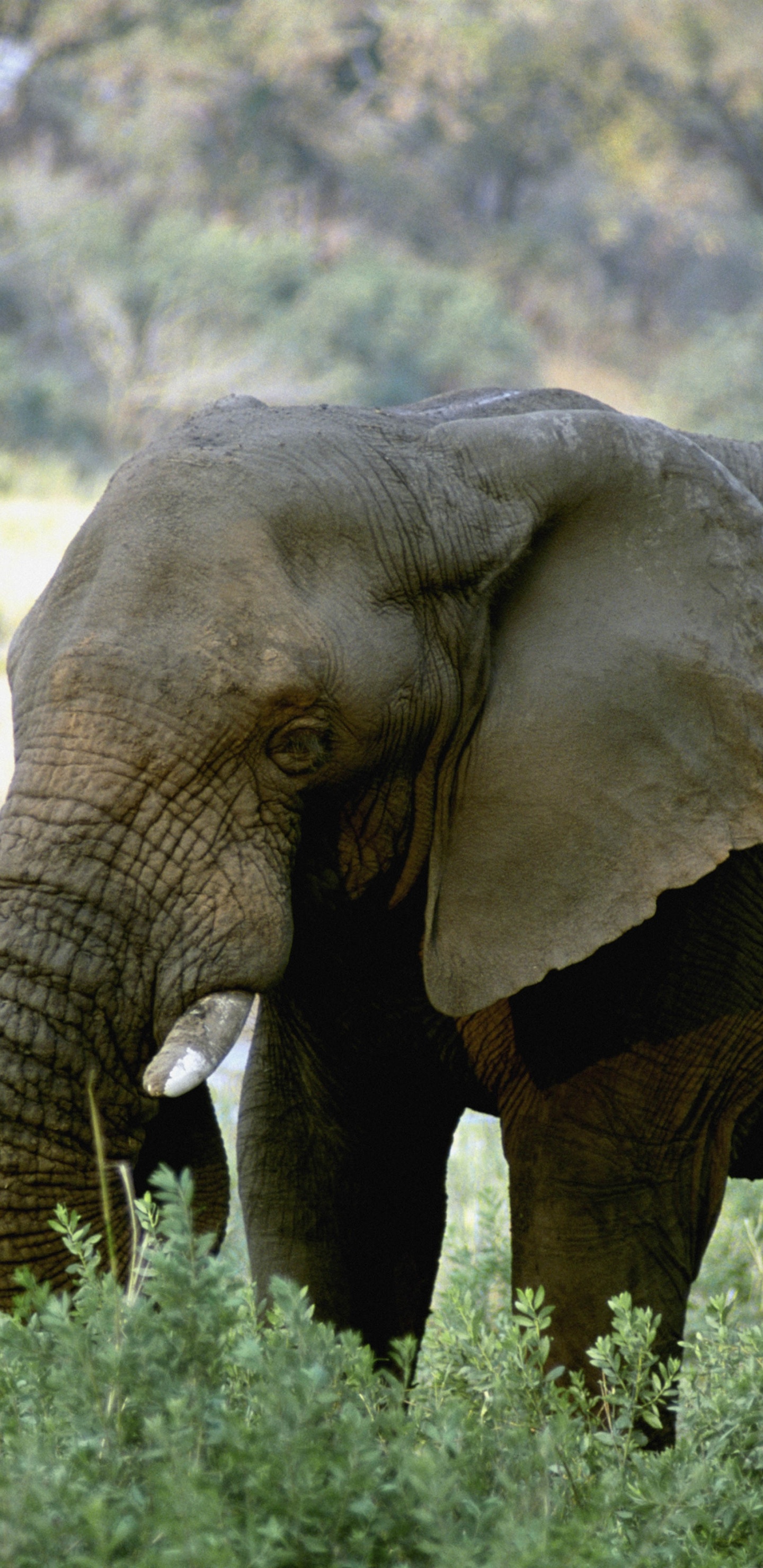 獠牙, 陆地动物, 野生动物, 大象和猛犸象, 印度大象 壁纸 1440x2960 允许