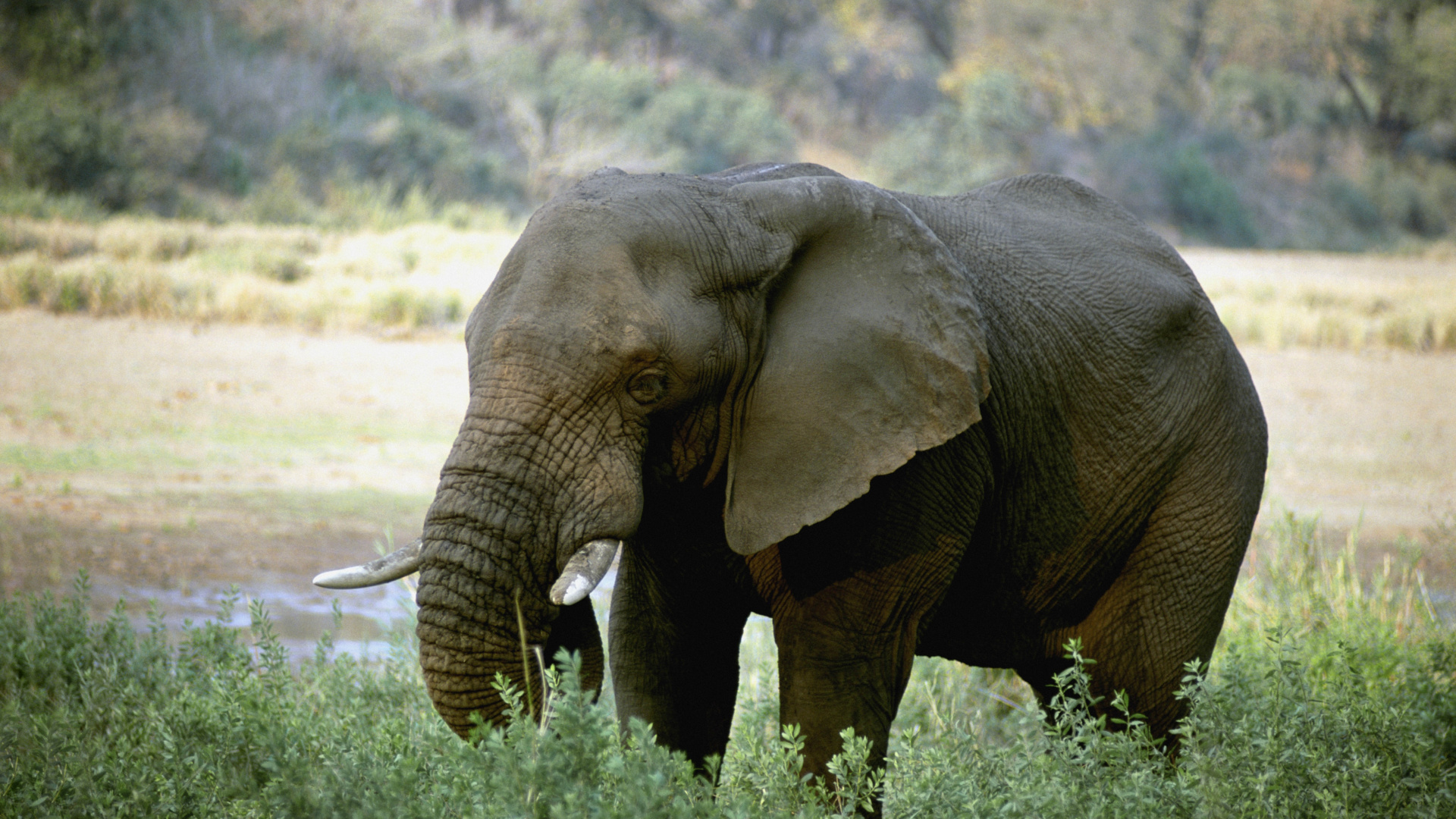 獠牙, 陆地动物, 野生动物, 大象和猛犸象, 印度大象 壁纸 1920x1080 允许