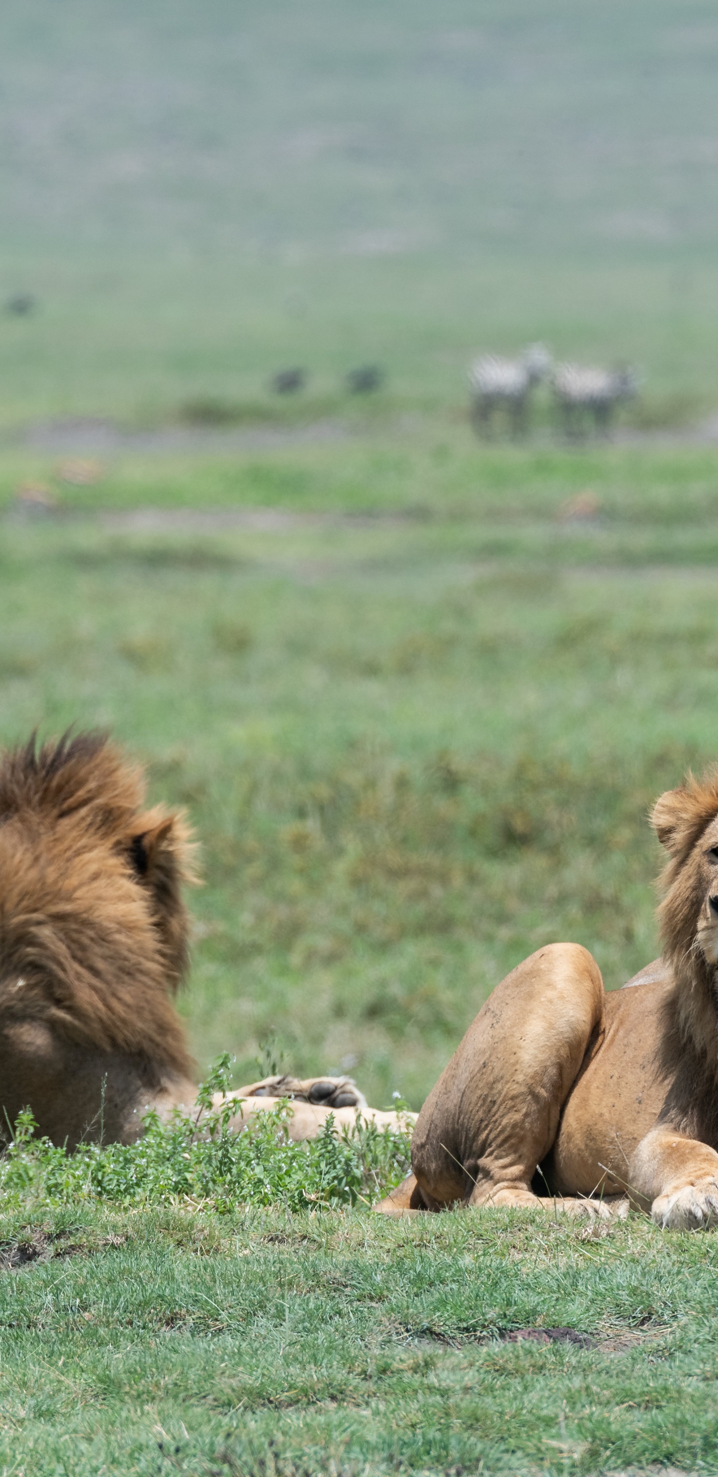 Fauna, Leones, East African Lion, Entorno Natural, Masai León. Wallpaper in 1440x2960 Resolution