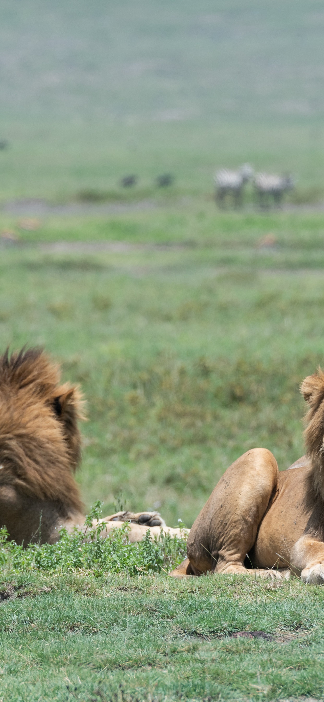 Lion, East African Lion, Environnement Naturel, Masai Lion, Plaine. Wallpaper in 1242x2688 Resolution