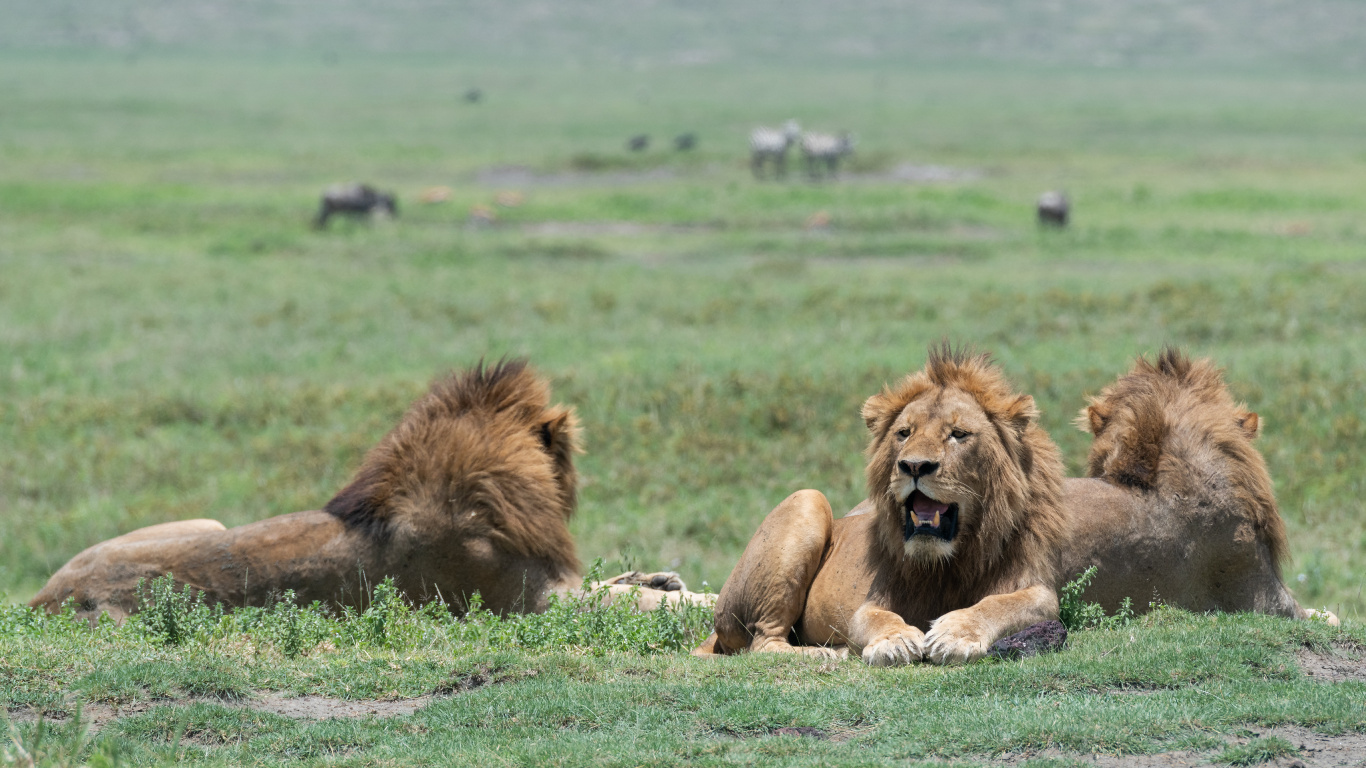 Tierwelt, Lion, East African Lion, Natürlichen Umgebung, Massai-Löwe. Wallpaper in 1366x768 Resolution