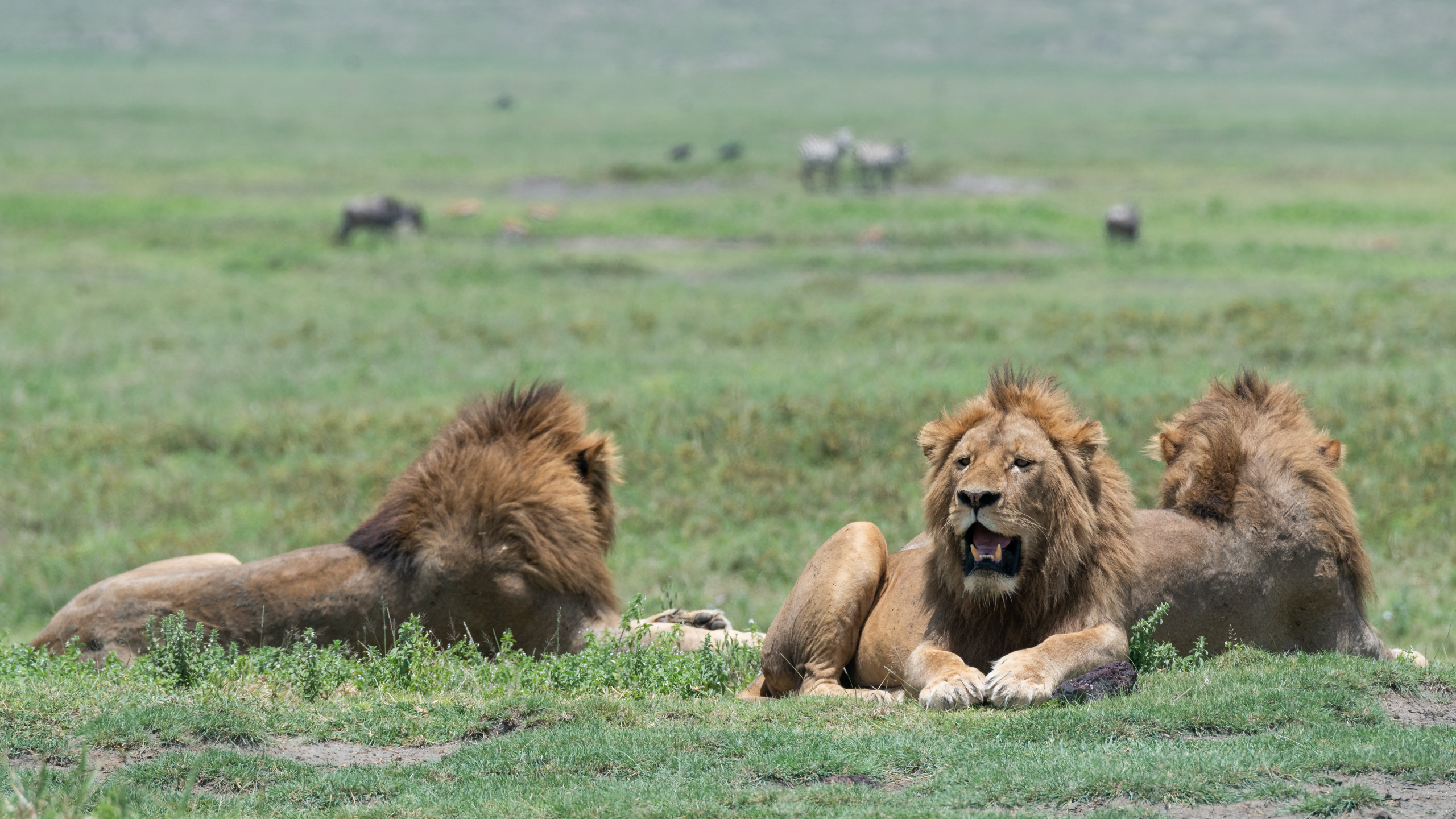 Tierwelt, Lion, East African Lion, Natürlichen Umgebung, Massai-Löwe. Wallpaper in 2560x1440 Resolution