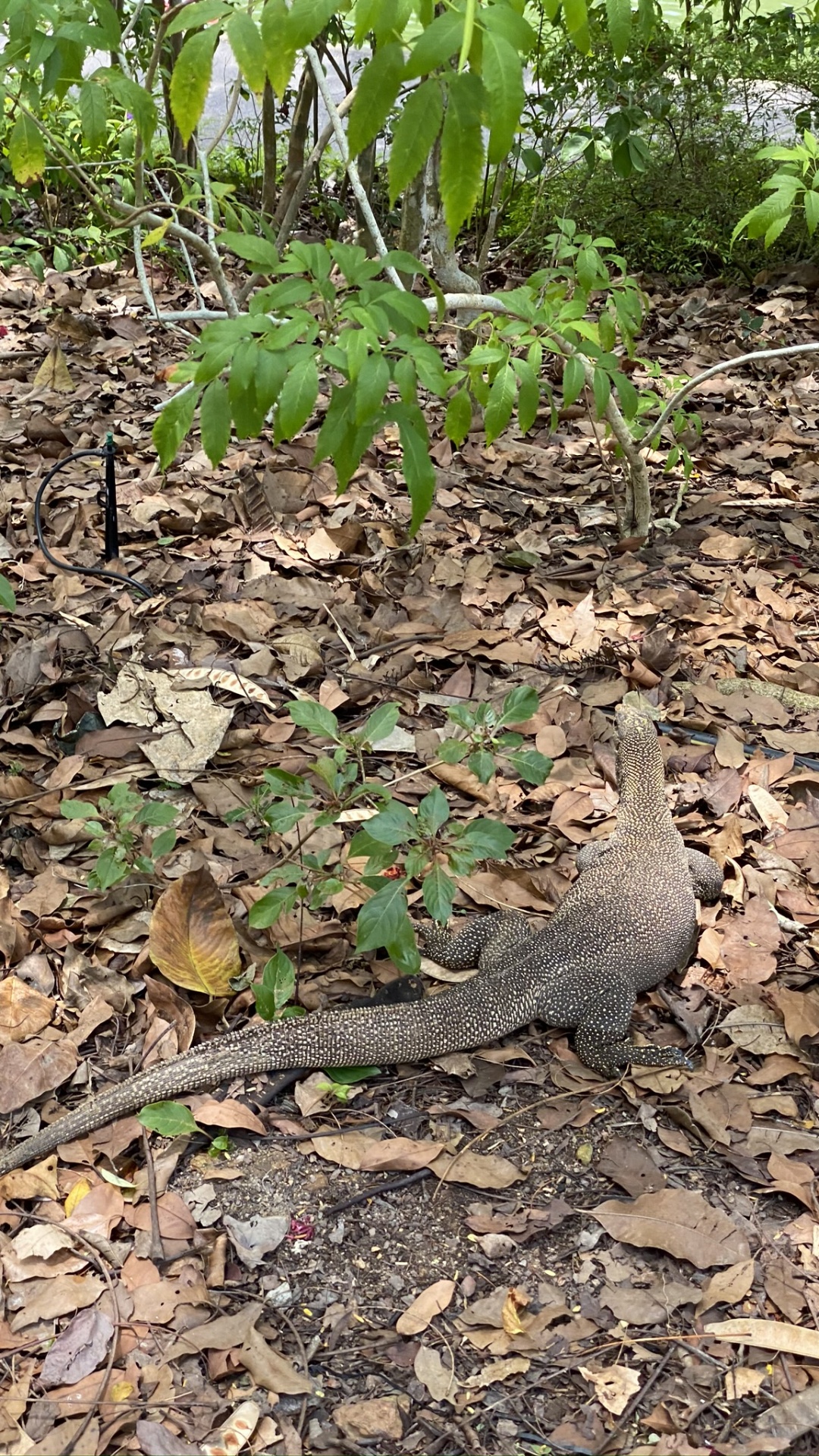 Biologie, Sciences, Corps de L'eau, Nature, Végétation. Wallpaper in 1080x1920 Resolution