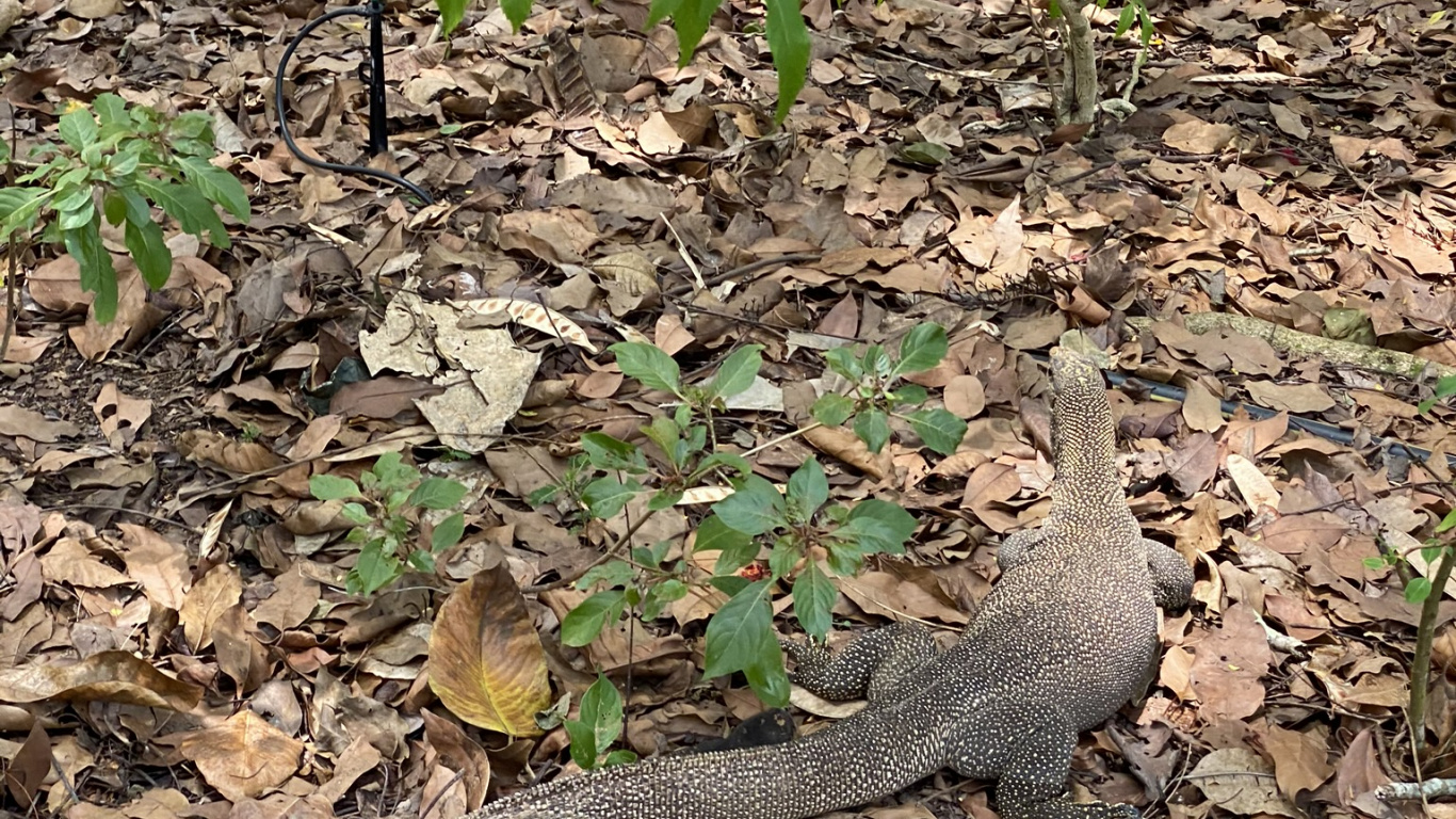 Biologie, Wissenschaft, Gewässer, Natur, Vegetation. Wallpaper in 1366x768 Resolution