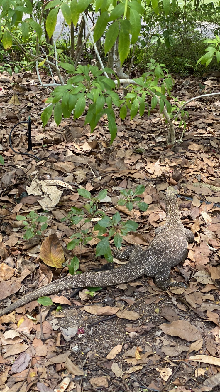 Reptiles, Biology, Science, Body of Water, Nature. Wallpaper in 750x1334 Resolution