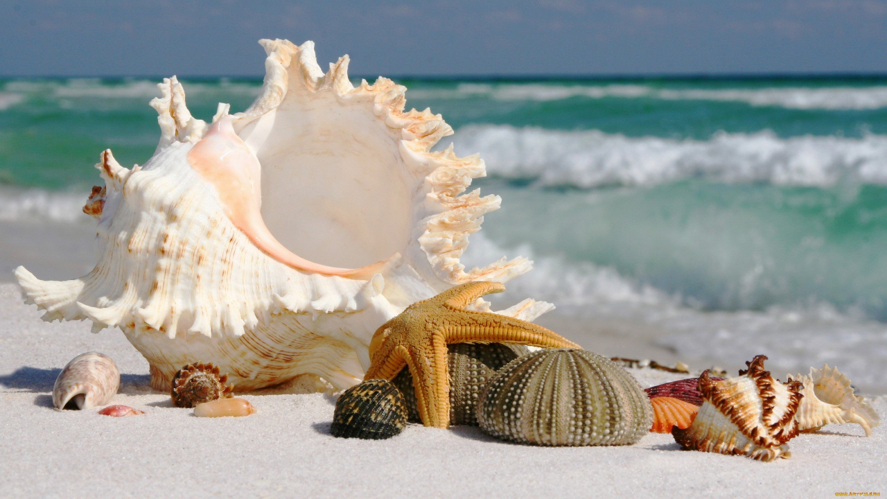 Coquillage Blanc Sur le Rivage de la Plage Pendant la Journée. Wallpaper in 1280x720 Resolution