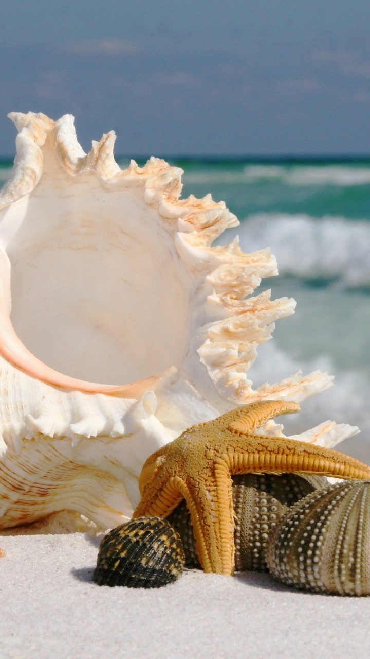 White Sea Shell on Beach Shore During Daytime. Wallpaper in 720x1280 Resolution
