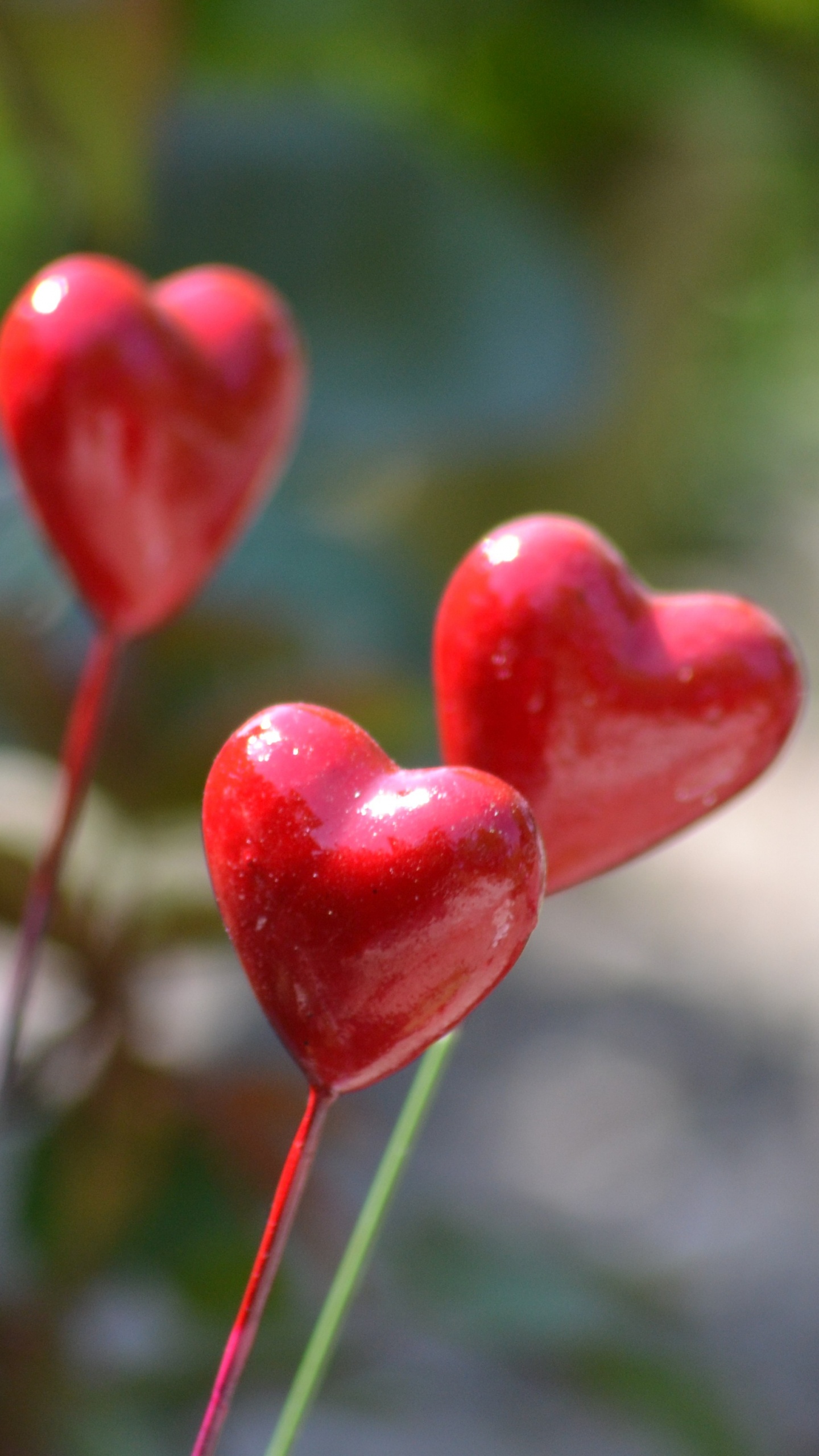 Tallo de la Planta, Primavera, Pétalo, Coraz, Fábrica. Wallpaper in 1440x2560 Resolution