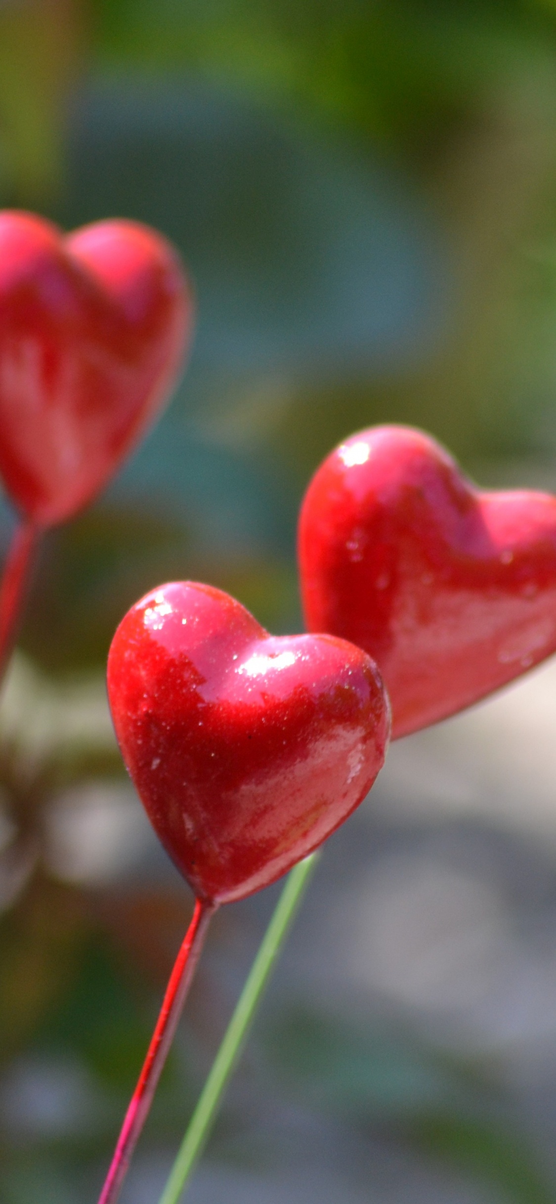 Plant Stem, Flower, Plant, Leaf, Spring. Wallpaper in 1125x2436 Resolution