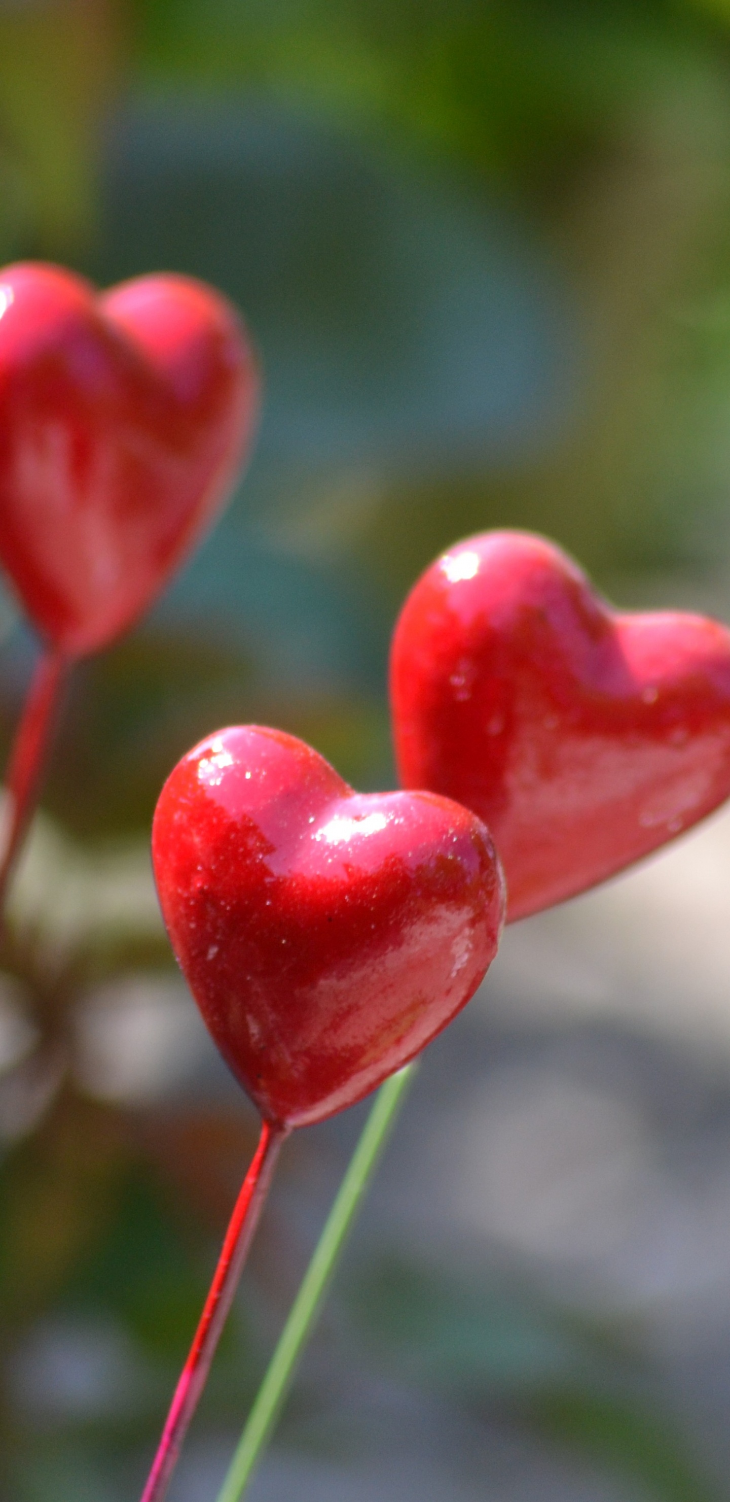 Plant Stem, Flower, Plant, Leaf, Spring. Wallpaper in 1440x2960 Resolution