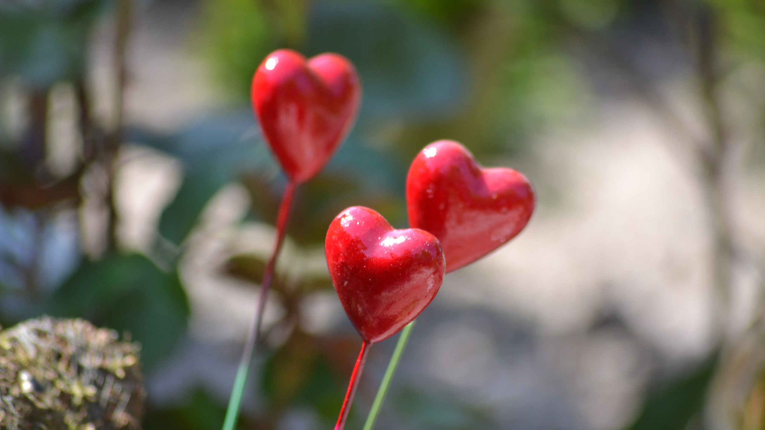 Plant Stem, Flower, Plant, Leaf, Spring. Wallpaper in 2560x1440 Resolution