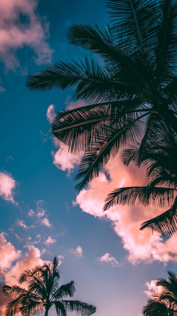 Palm Trees, Cloud, Atmosphere, Light, Leaf. Wallpaper in 720x1280 Resolution