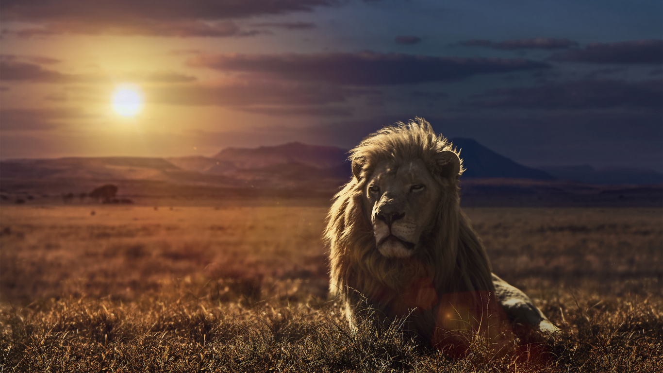 Lion Sur Terrain D'herbe Verte Pendant la Journée. Wallpaper in 1366x768 Resolution