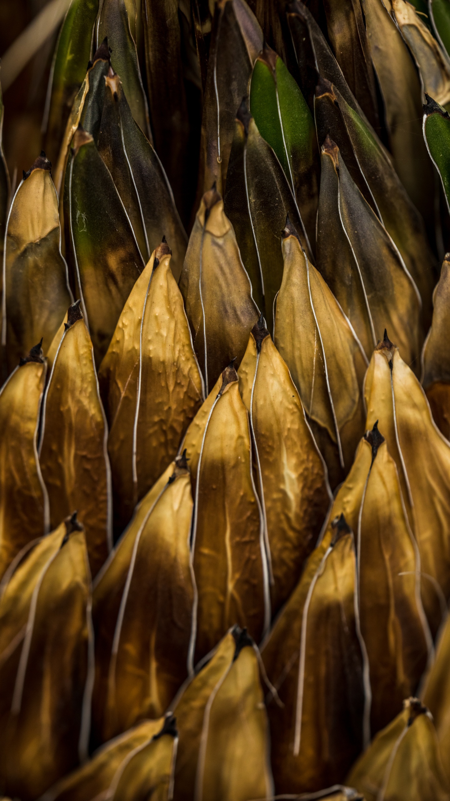 Plants, Plant, Food, Cuisine, Algae. Wallpaper in 1440x2560 Resolution