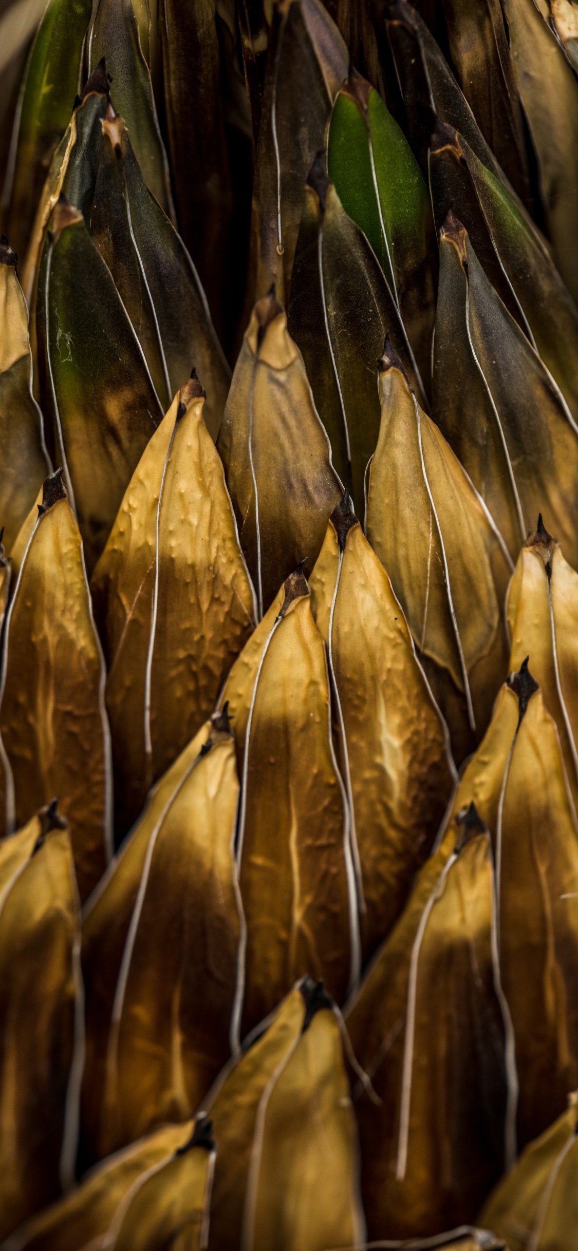 Planta, Alimento, Hierba de la Familia, Fábrica. Wallpaper in 1125x2436 Resolution