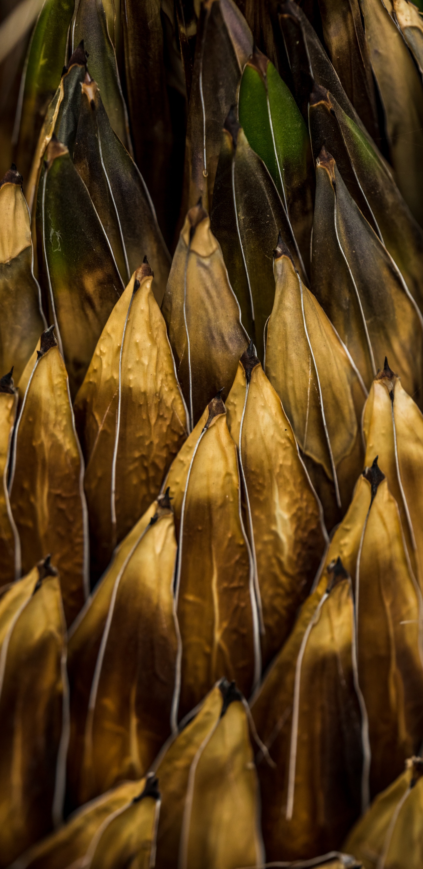 Planta, Alimento, Hierba de la Familia, Fábrica. Wallpaper in 1440x2960 Resolution