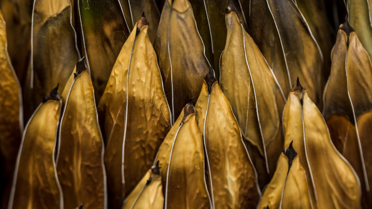 食品, 藻类, 草家庭, 工厂 壁纸 1280x720 允许