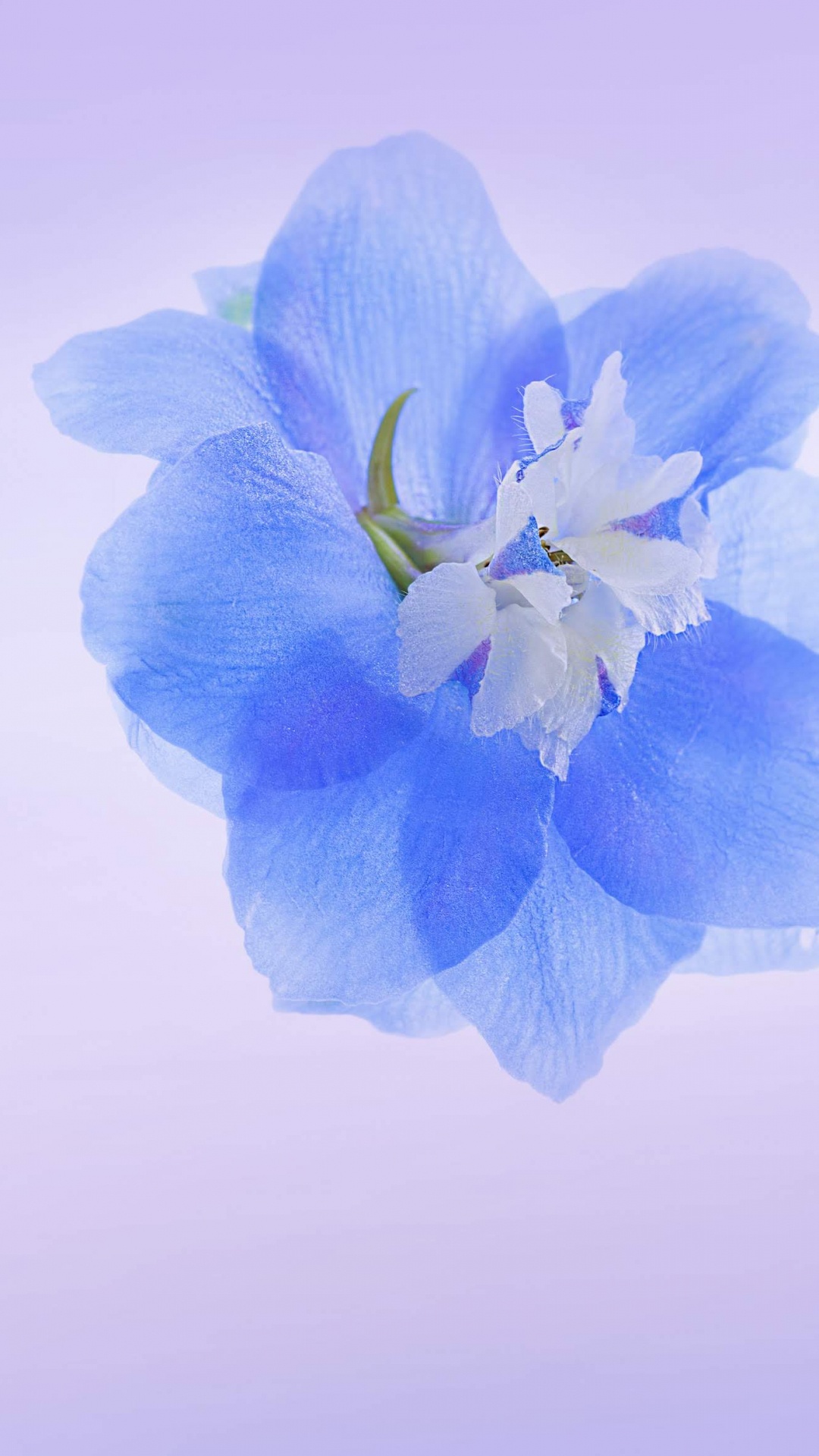 Huawei, Honor Play, Flower, Google Play, Honor. Wallpaper in 1080x1920 Resolution