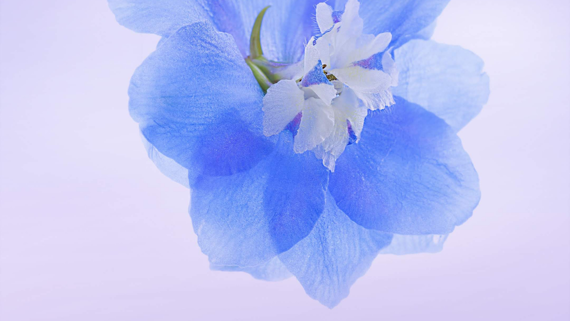 Huawei, Honor Play, Google Play, Honor, Android. Wallpaper in 1920x1080 Resolution