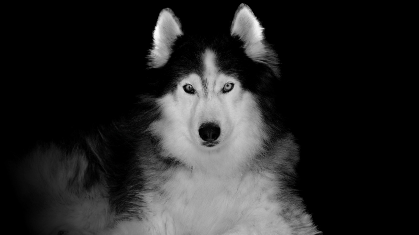 Black and White Siberian Husky. Wallpaper in 1366x768 Resolution