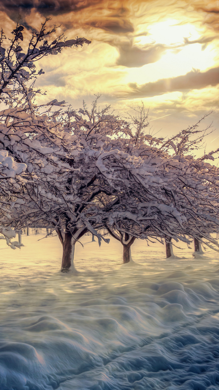 Árbol Sin Hojas Sobre Suelo Cubierto de Nieve Durante el Día. Wallpaper in 750x1334 Resolution