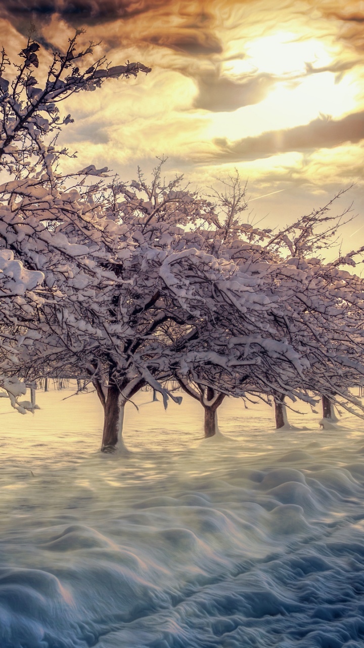 Arbre Sans Feuilles Sur Sol Couvert de Neige Pendant la Journée. Wallpaper in 720x1280 Resolution