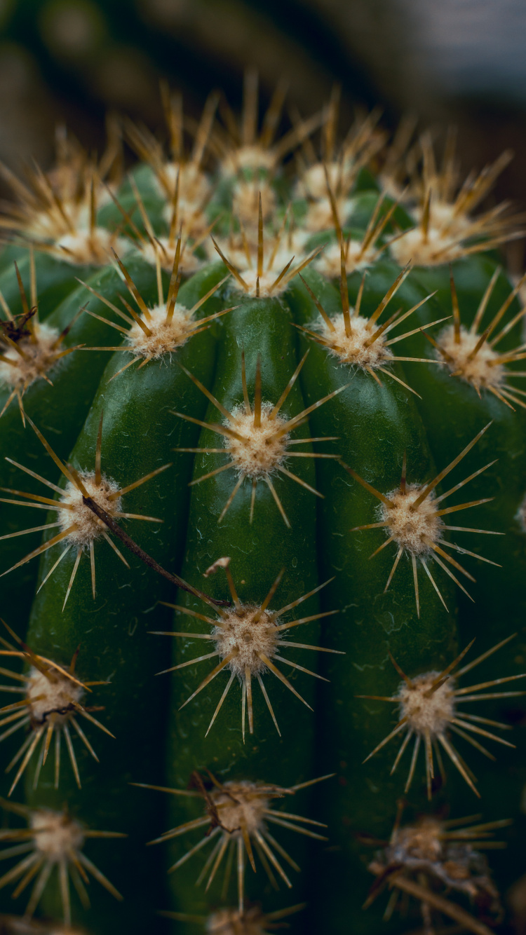Cactus Verde en Fotografía de Cerca. Wallpaper in 750x1334 Resolution