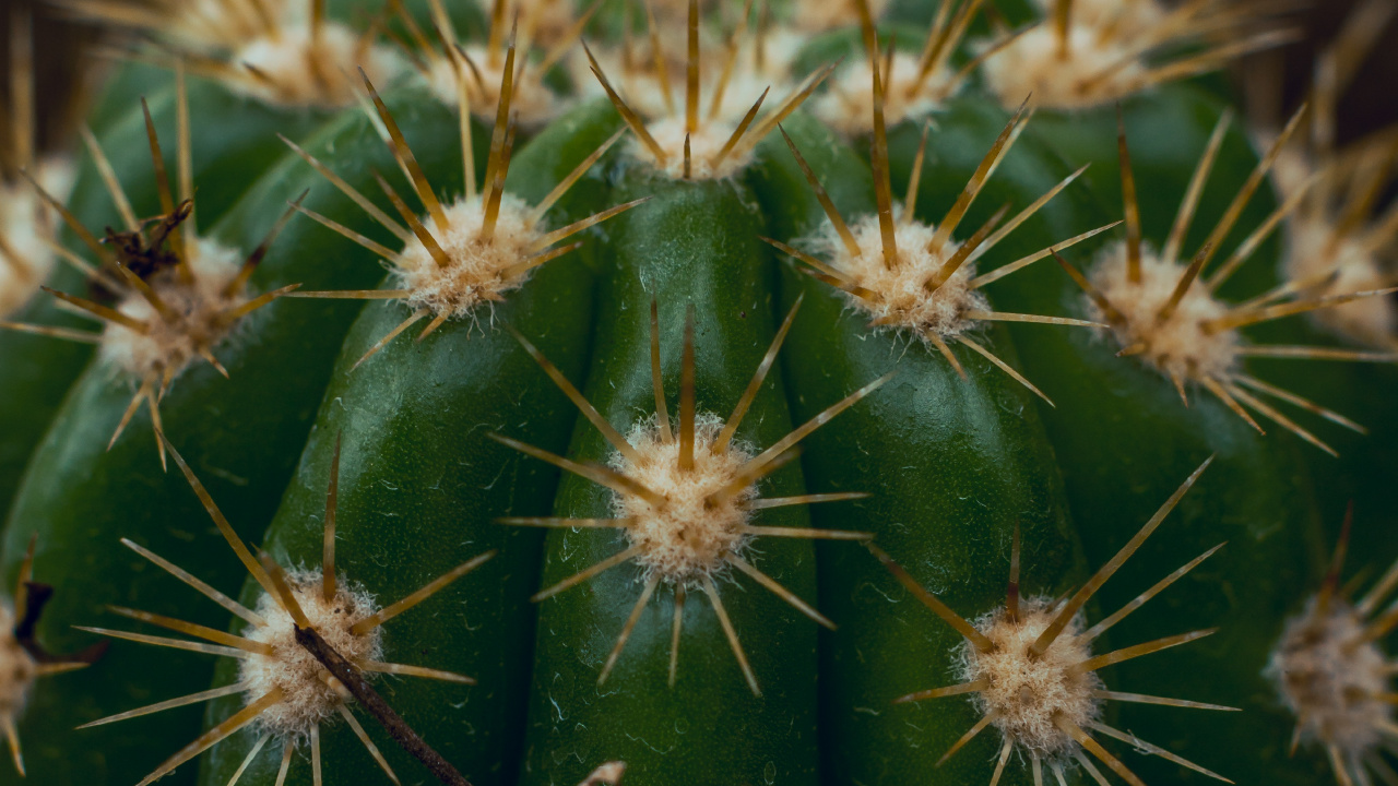 Cactus Vert en Photographie Rapprochée. Wallpaper in 1280x720 Resolution