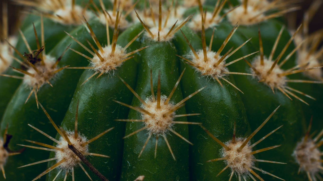 Cactus Vert en Photographie Rapprochée. Wallpaper in 1366x768 Resolution