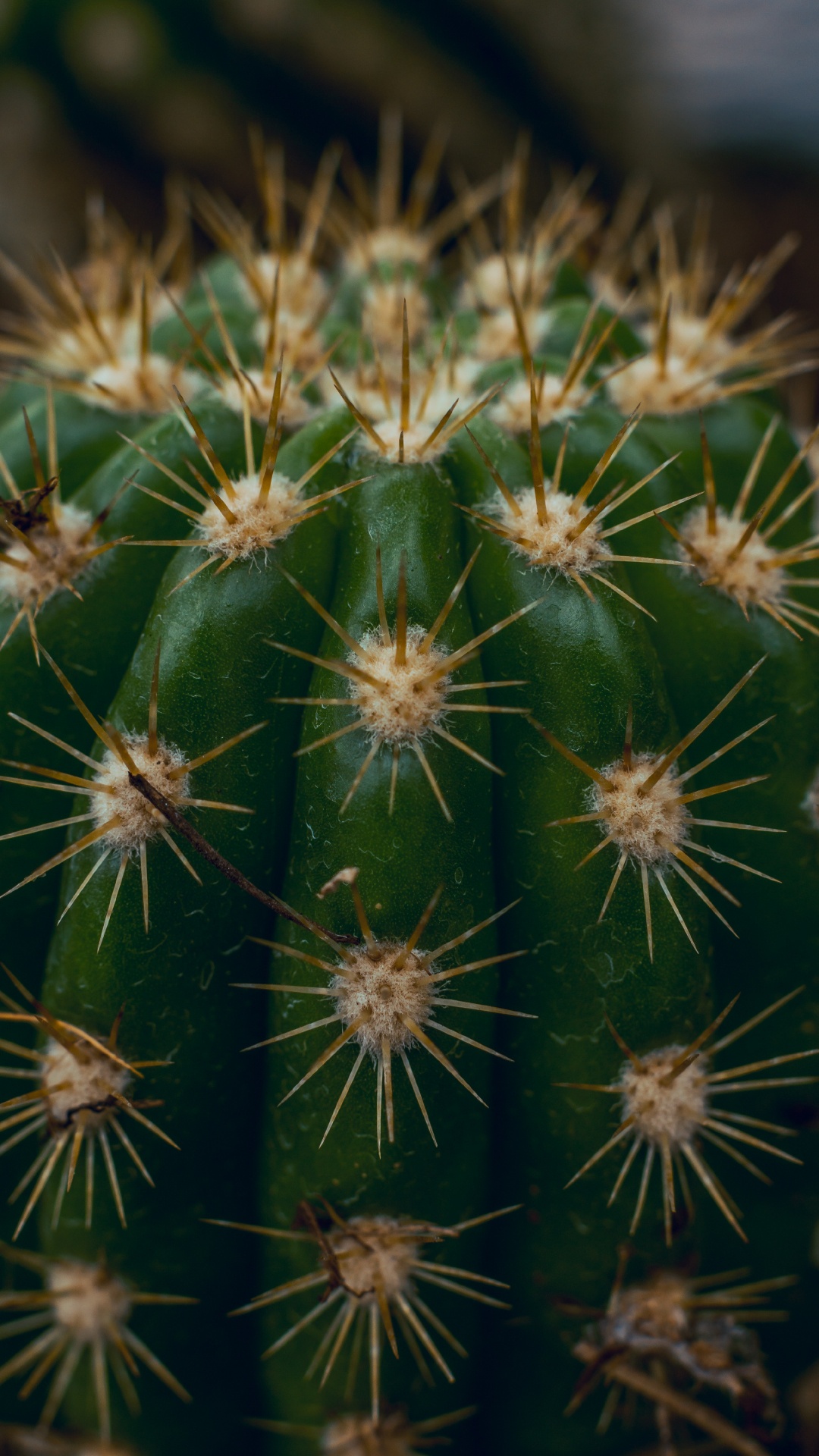 Green Cactus in Close up Photography. Wallpaper in 1080x1920 Resolution
