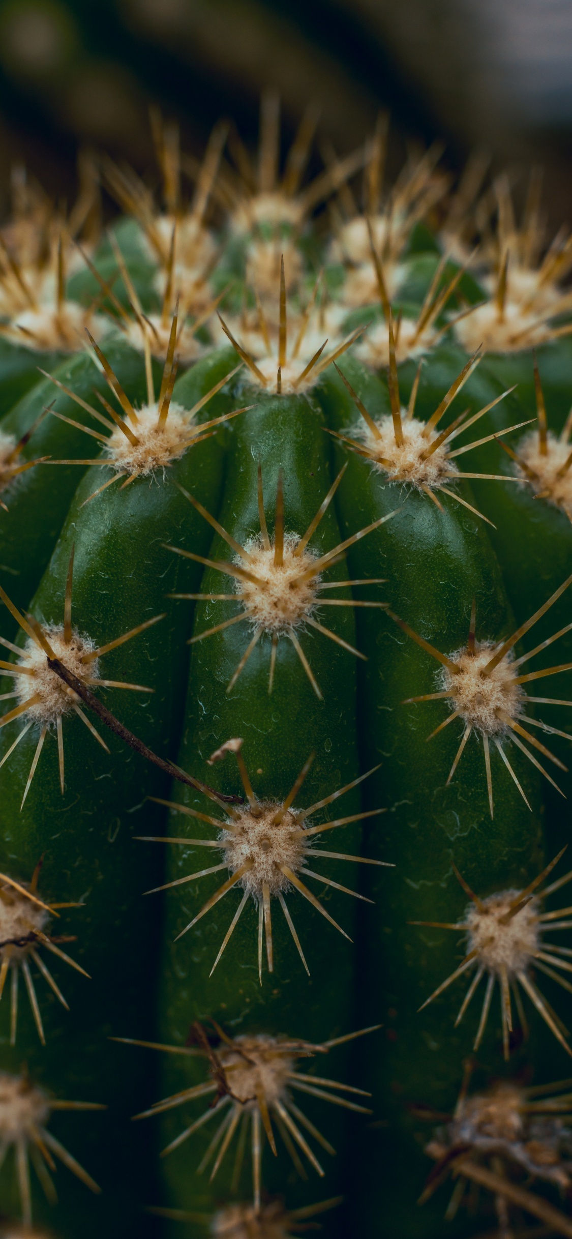 Green Cactus in Close up Photography. Wallpaper in 1125x2436 Resolution