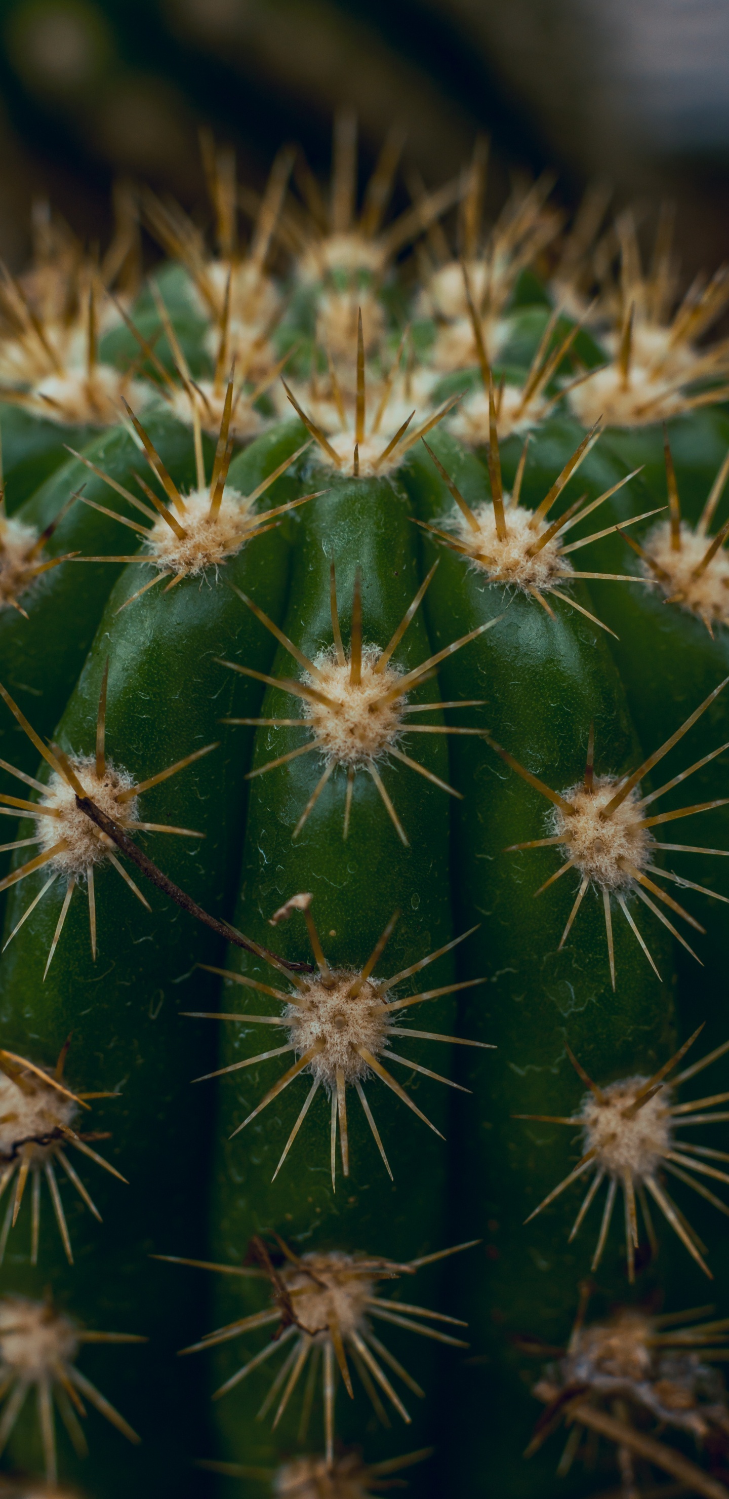 Green Cactus in Close up Photography. Wallpaper in 1440x2960 Resolution