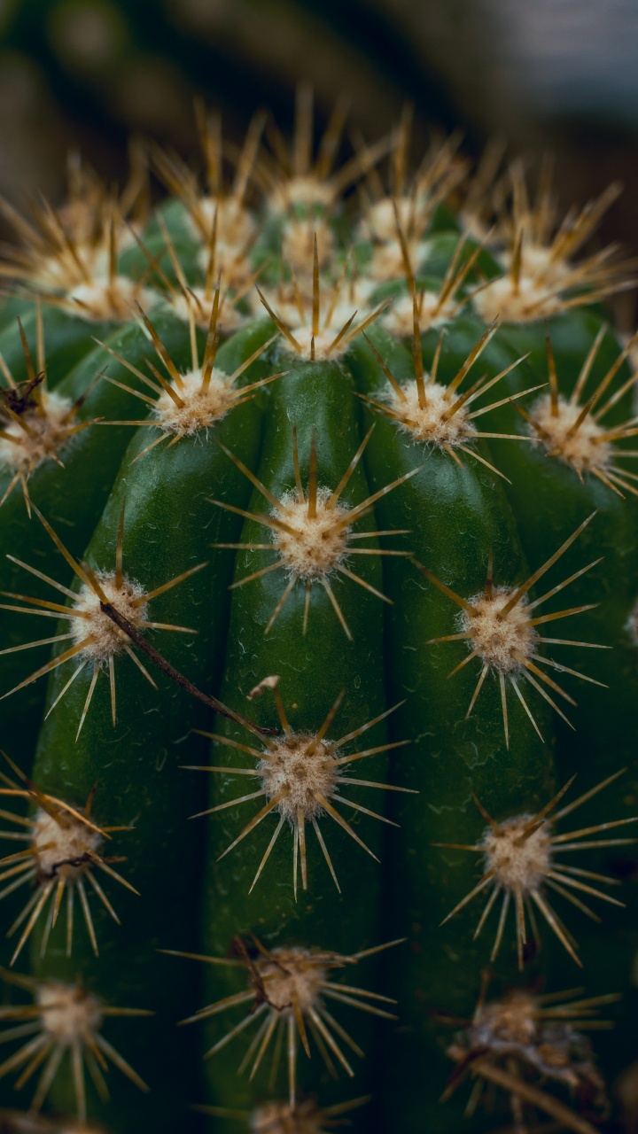 Green Cactus in Close up Photography. Wallpaper in 720x1280 Resolution