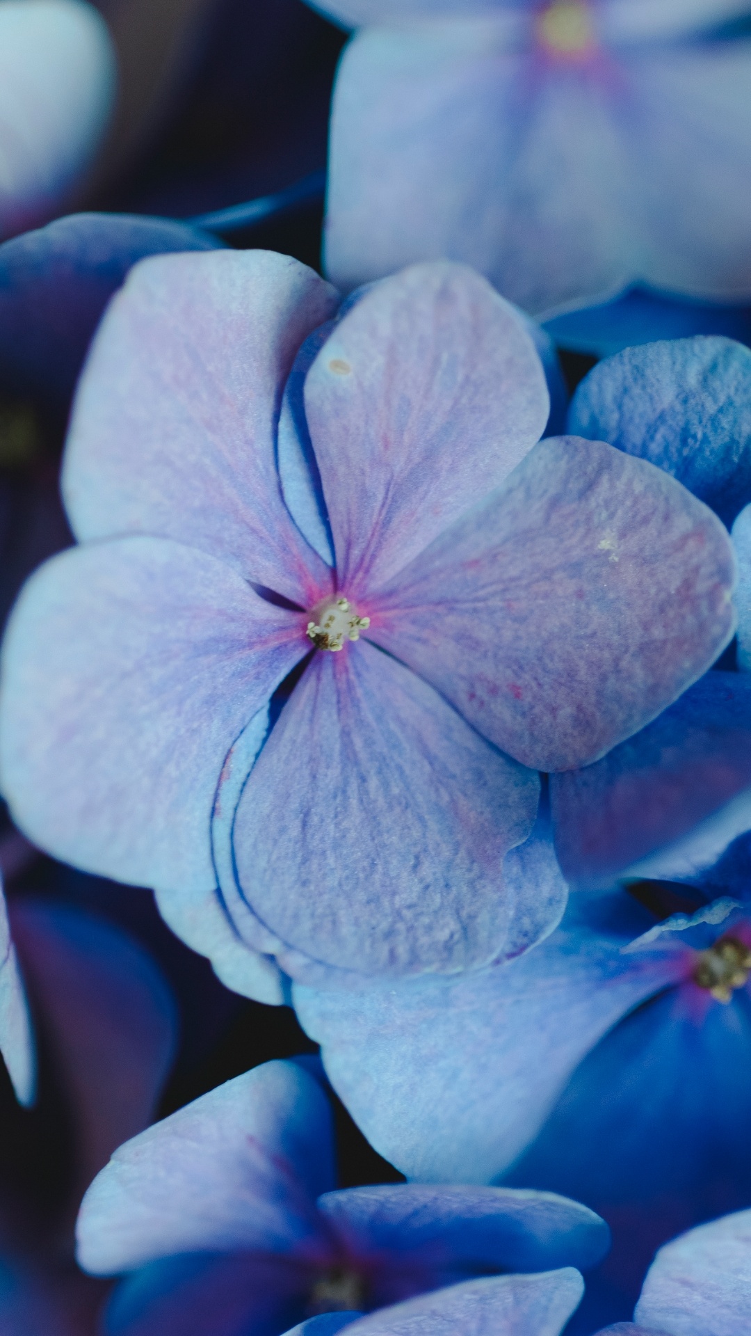 in Bloom 2024 Vocal Dance Mix, Vocal Trance, Stolen, Soundcloud, Colored. Wallpaper in 1080x1920 Resolution