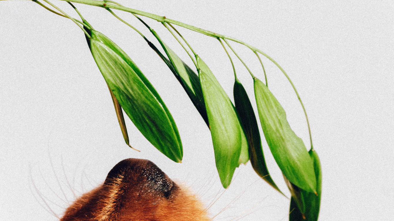 Brauner, Kurzhaariger Hund Auf Weißer Wand. Wallpaper in 1366x768 Resolution