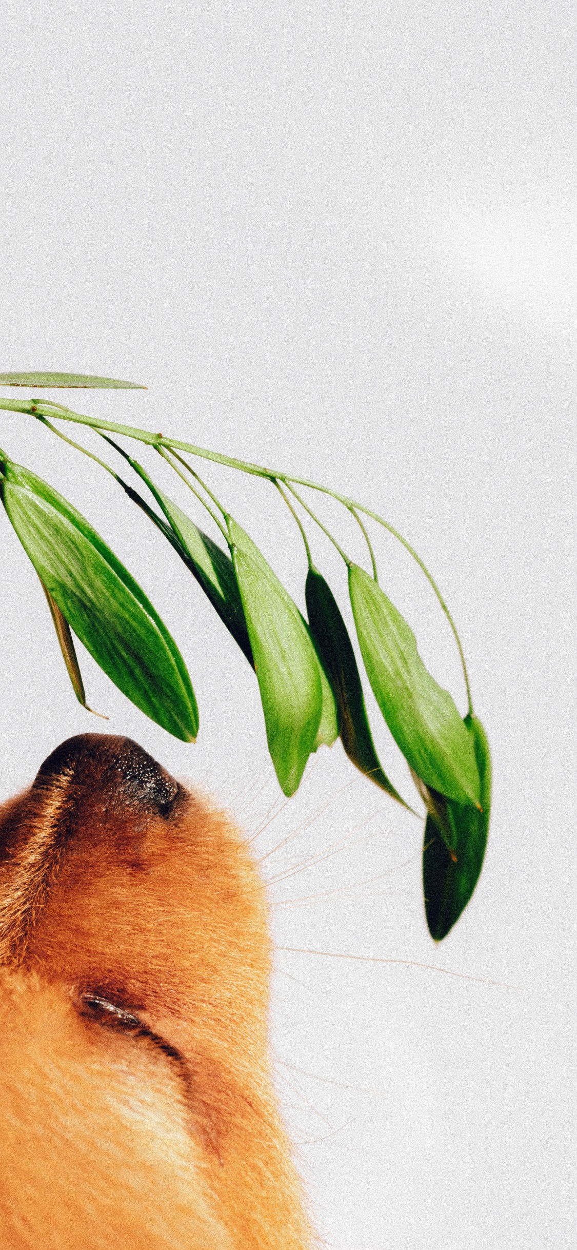 Brown Short Coated Dog on White Wall. Wallpaper in 1125x2436 Resolution